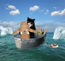 SC-002: the original Stockcat