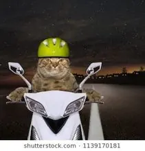 SC-018: the original Stockcat