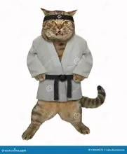 SC-082: the original Stockcat