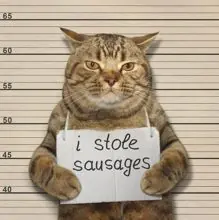 SC-106: the original Stockcat