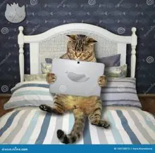 SC-126: the original Stockcat