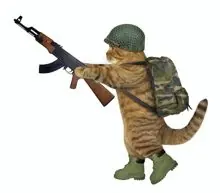 SC-168: the original Stockcat