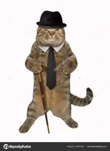 SC-178: the original Stockcat