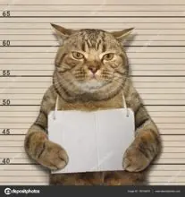 SC-181: the original Stockcat