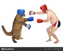 SC-186: the original Stockcat