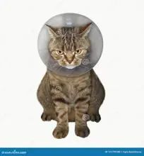 SC-206: the original Stockcat