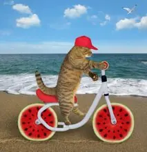 SC-227: the original Stockcat