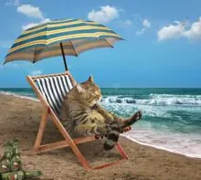 SC-229: the original Stockcat
