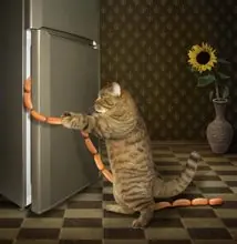 SC-247: the original Stockcat