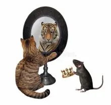 SC-277: the original Stockcat